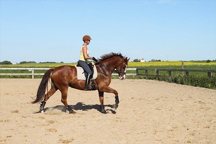 Hollandsk Varmblod Tessa billede 17