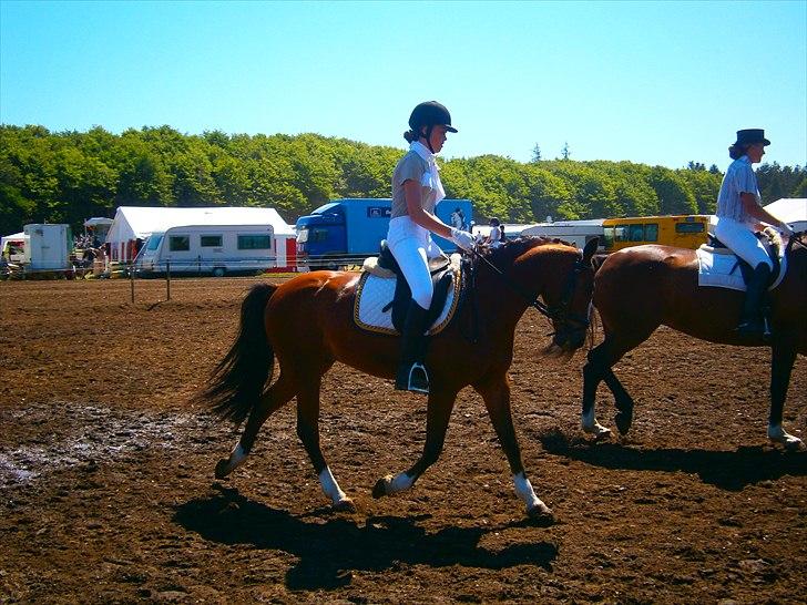 Anden særlig race Golden Merci SOLGT - På opvarming til morsø :) ! billede 18