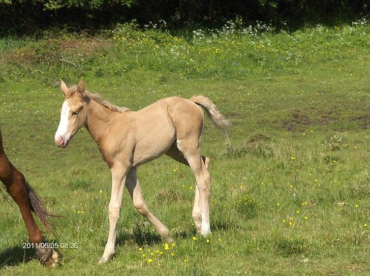 Palomino Golden Princess billede 4
