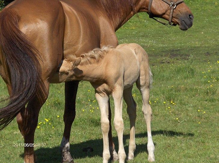 Palomino Golden Princess billede 5