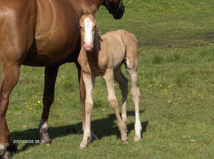 Palomino Golden Princess billede 6