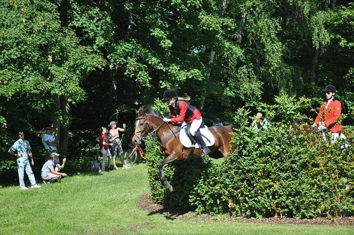 Anden særlig race Emma Embrace *HIMMELHEST* <3 - Jagt på Friheden - Foto: Helene Krogh billede 9