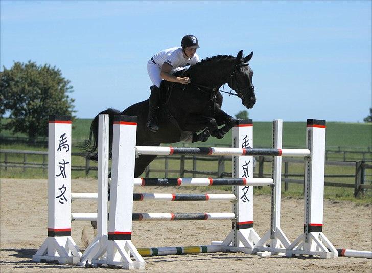 Dansk Varmblod Alexus Rose billede 9