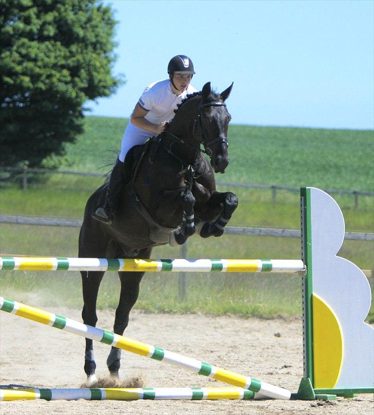 Dansk Varmblod Alexus Rose billede 10