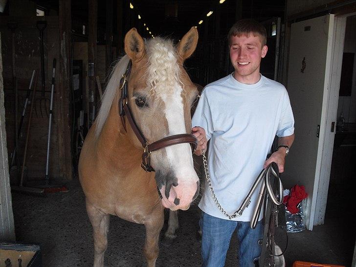 Haflinger Jasper Wandein  billede 20