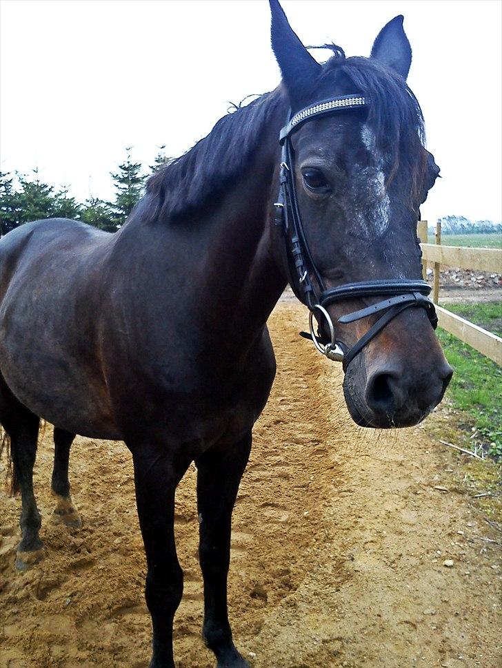 Anden særlig race Bella  - Foto: mig selv :) billede 5