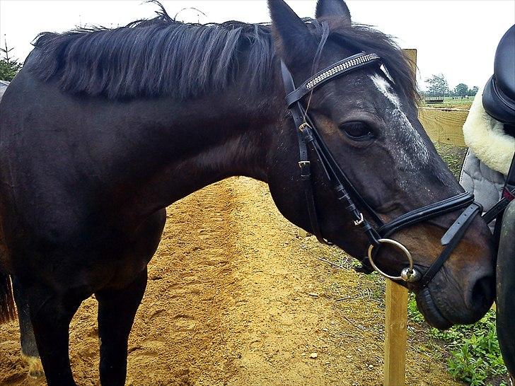 Anden særlig race Bella  - Foto: mig selv :) billede 6