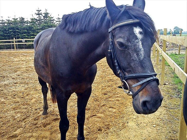 Anden særlig race Bella  - Foto: mig selv :) billede 7