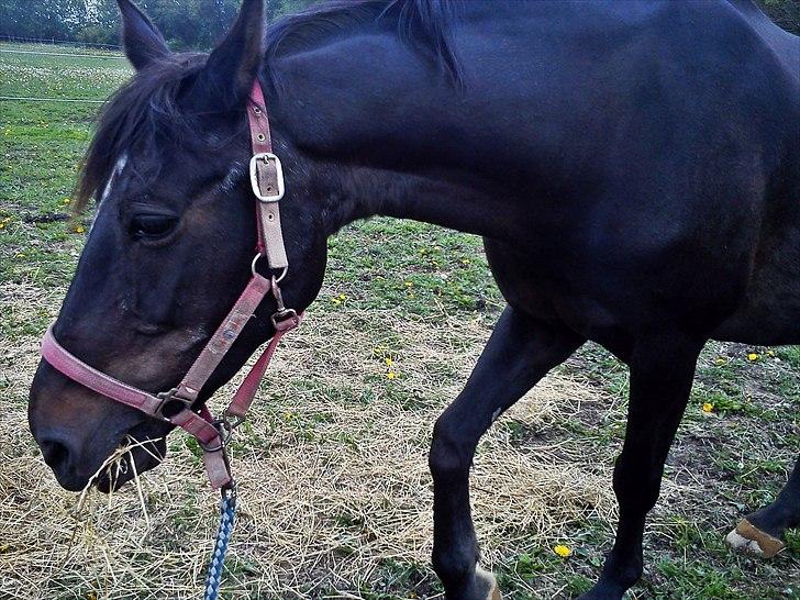 Anden særlig race Bella  - Foto: mig selv :) billede 8