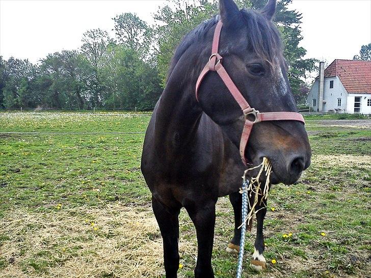 Anden særlig race Bella  - Foto: mig selv :) billede 9