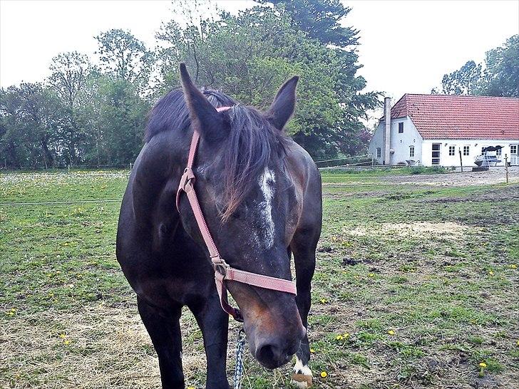 Anden særlig race Bella  - Foto: mig selv :) billede 10