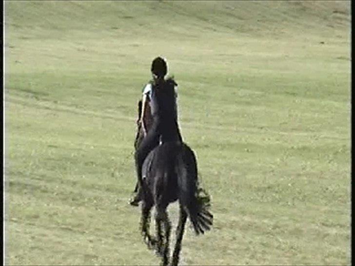 New Forest Hamborgs Bellis "Belle" **SOLGT** - http://www.youtube.com/watch?v=2EyP_W9gz4A
Det er dig og mig for altid! <3 :* - Aften træning 4 Juni 2011 billede 6