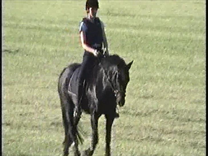 New Forest Hamborgs Bellis "Belle" **SOLGT** - Forsommeren 2011 d.4 Juni. Lidt aften træning :*
http://www.youtube.com/watch?v=Ju8Hr50Ckwk
"If I ain't got you" billede 5