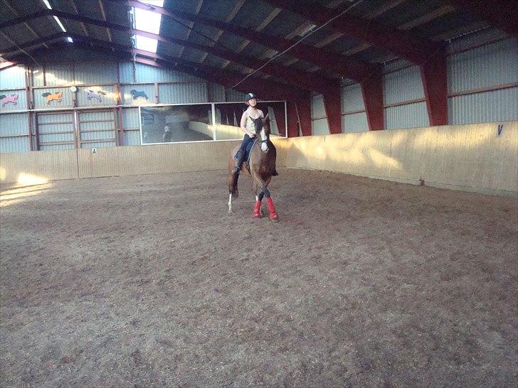 Dansk Varmblod Titta billede 11