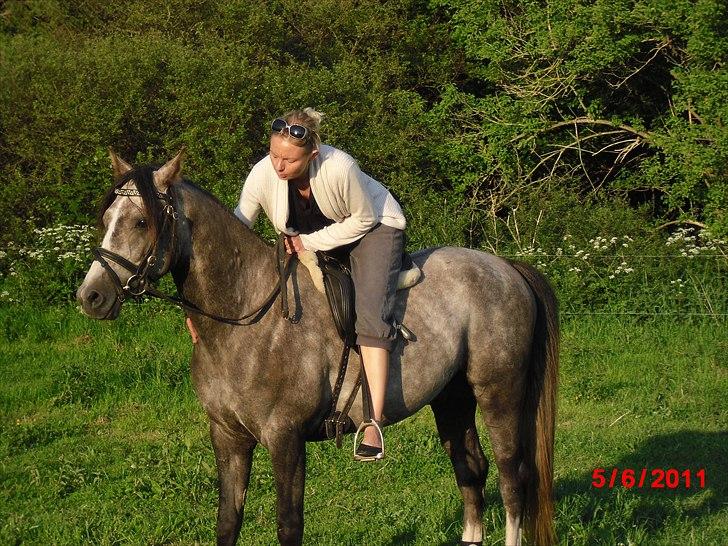 DSP Bomgaardens Davinci *AVLS HINGST* SPH 203 - 5/6/2011.. Kramme pony.. billede 5