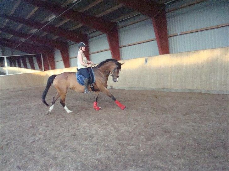 Dansk Varmblod Titta billede 12