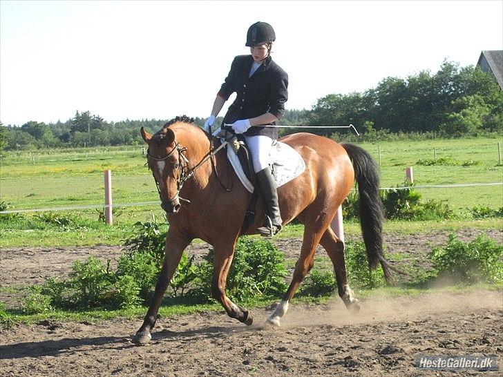 Anden særlig race San Diego - Laekker hest, laekker trav.. Ja han kan squ gä fin :)   *Foto:Jeanett*
 billede 4