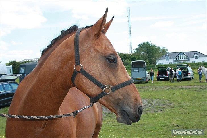 Anden særlig race San Diego - Smukke San Diego
*Foto:Jeanett* billede 1