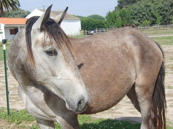 Lusitano Eva billede 1