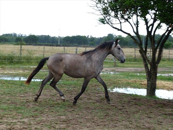 Lusitano Eva billede 2
