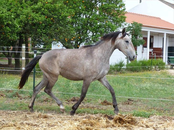 Lusitano Eva billede 3