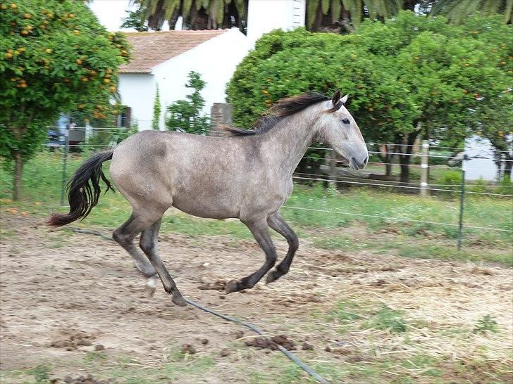 Lusitano Eva billede 4