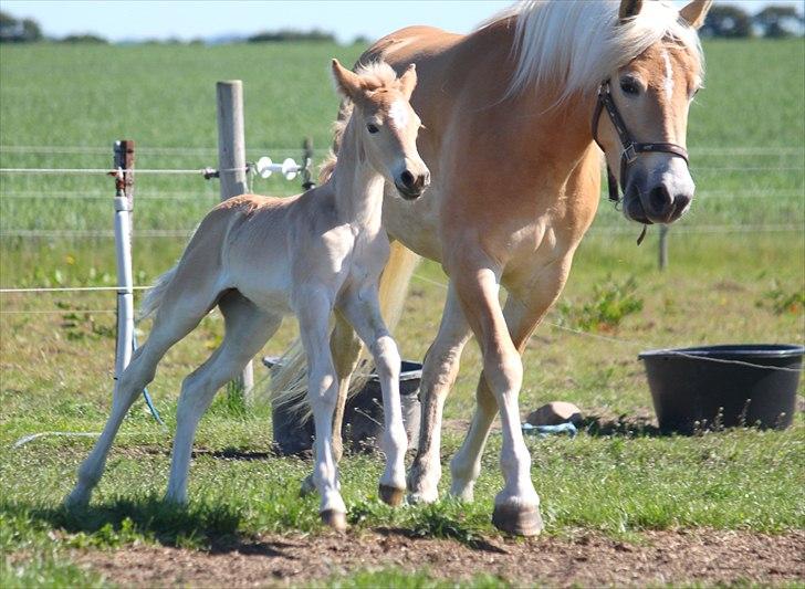 Tyroler Haflinger Himalaya af Hestehaven billede 10