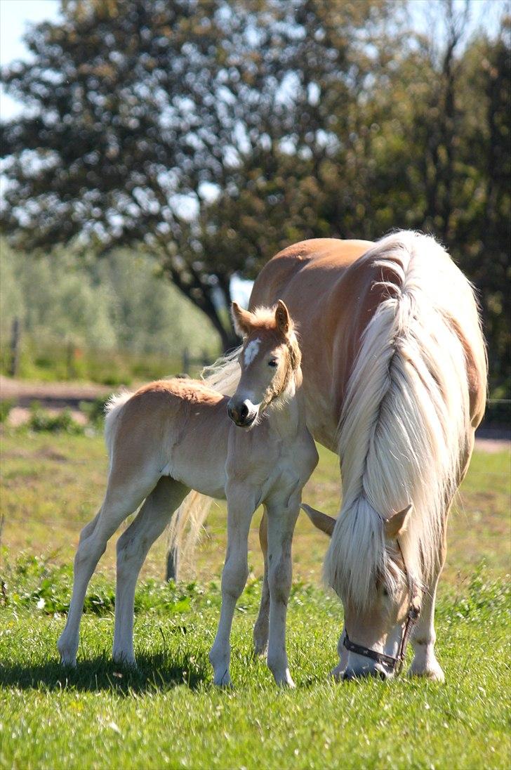 Tyroler Haflinger Himalaya af Hestehaven billede 11