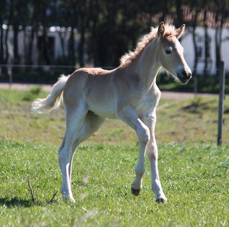 Tyroler Haflinger Himalaya af Hestehaven billede 12