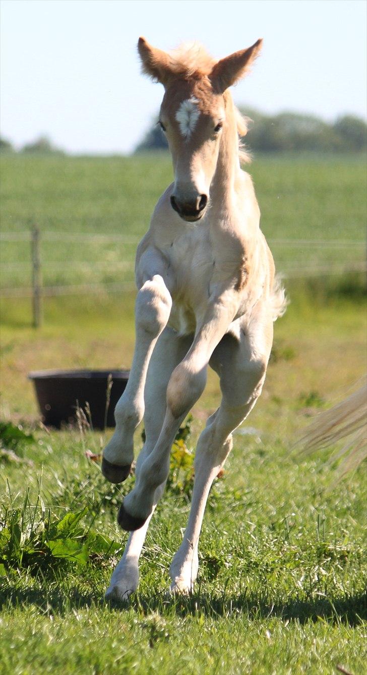 Tyroler Haflinger Himalaya af Hestehaven billede 13