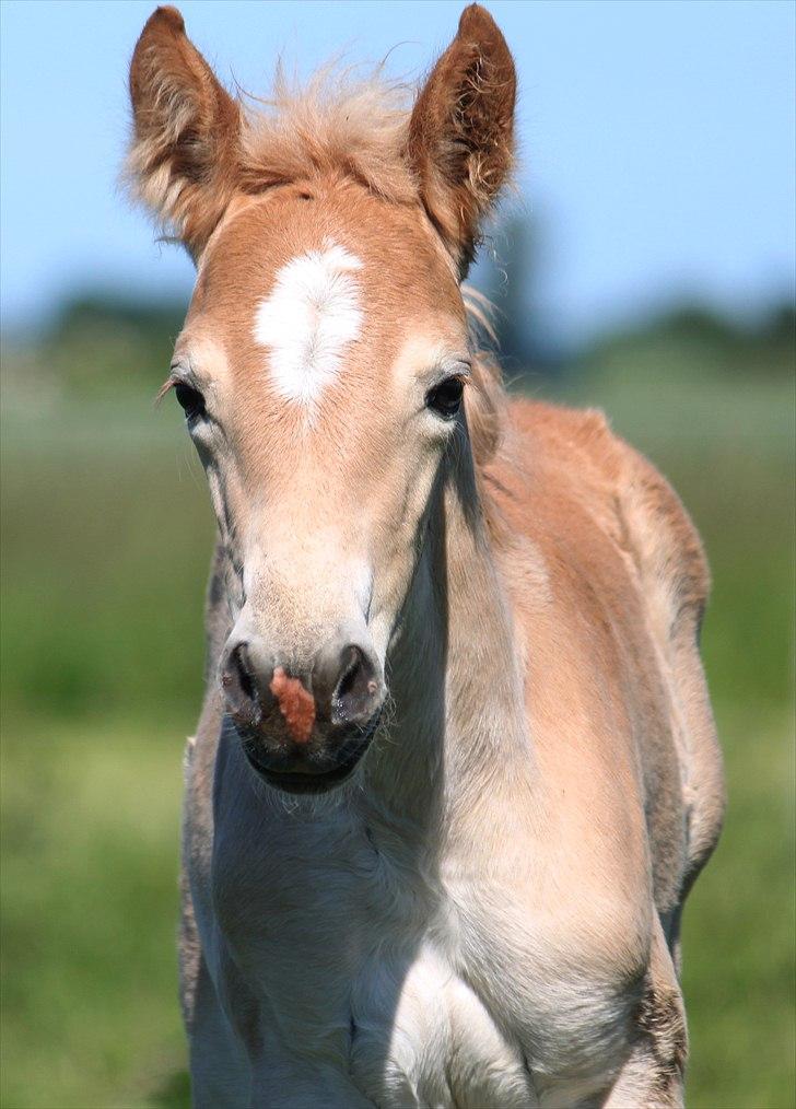 Tyroler Haflinger Himalaya af Hestehaven billede 3