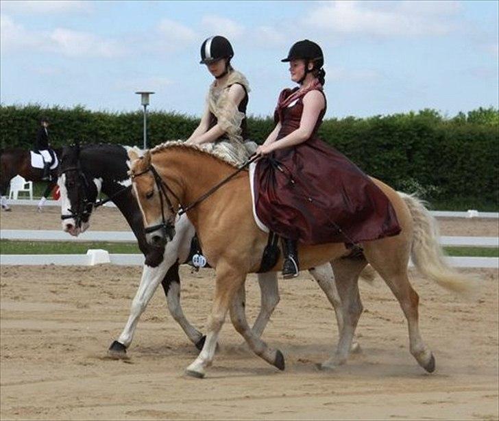 Haflinger Charlie  - Alt mulig stævne i Toftlund 2 juni foto: Thea Hald billede 11