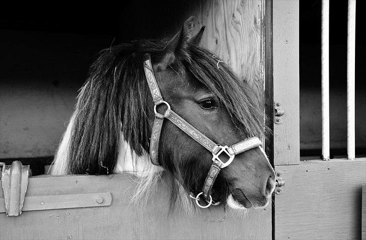 Tinker Lady Harmonie<3 (træner) - Velkommen til lille Lady Harmonies profil<3 - Roskilde dyreskue 2-5/6 <3 billede 1