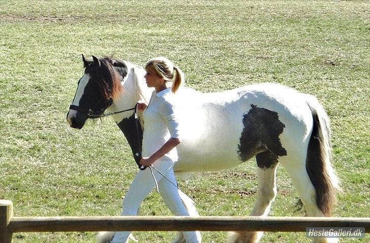 Tinker Lady Harmonie<3 (træner) - Roskilde dyreskue.
Her i ring 1 til skuets bedste 2'års, hvor hun valgte at flippe helt ud :-D<3 tosse :p billede 9