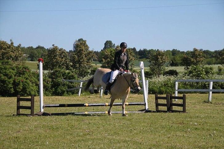 Fjordhest Terkel - vi klarede det  billede 1