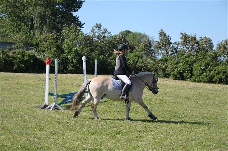 Fjordhest Terkel - juhuuu (til første stævne) billede 2