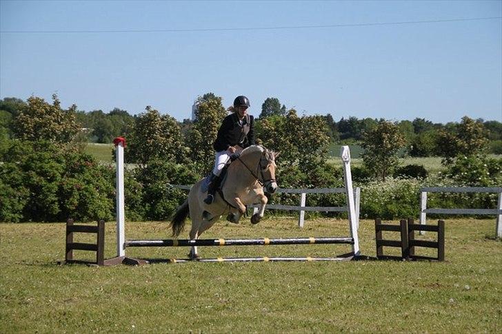 Fjordhest Terkel - kom så springer vi det billede 3