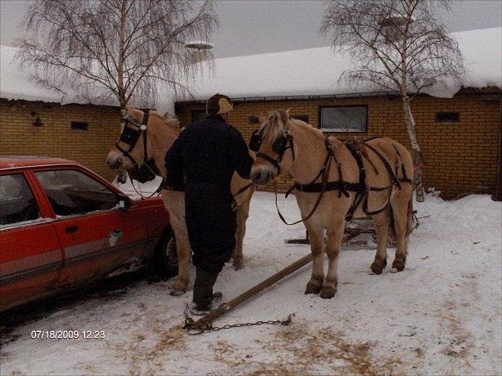 Fjordhest Terkel billede 4