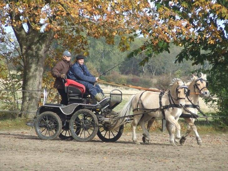 Fjordhest Terkel billede 6