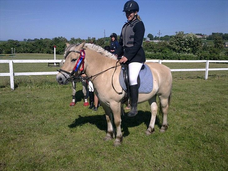 Fjordhest Terkel billede 7
