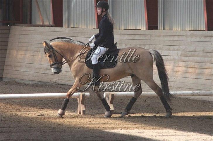 Anden særlig race HEDELYS VICTOR - Victor og mig til dressur stævne :) Vi fik en 3. plads :)  billede 17