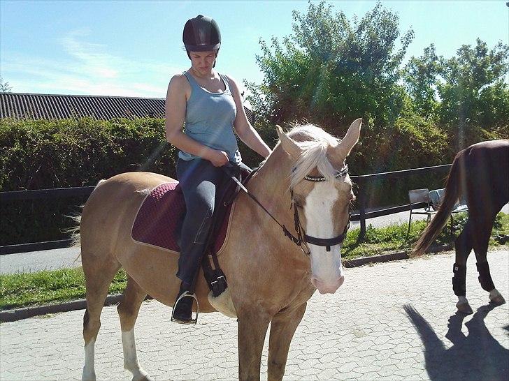 Palomino Bell <3 - lige været i skoven  billede 8