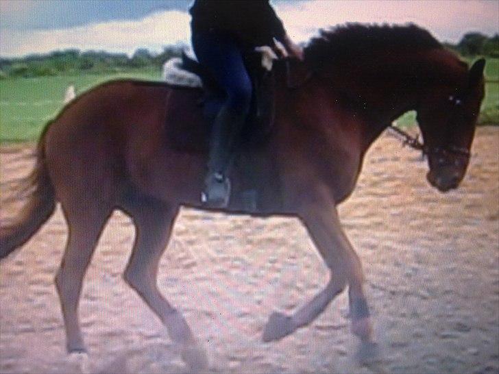 Selle Francais Quattiera - UNDSKYLD KVALITETEN, BILLEDE FRA VIDEO - ANDRE, BEDRE VIL KOMME ! billede 7