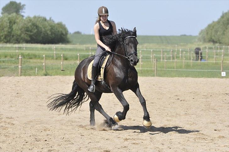 Frieser - Christa (Blackie) - Galop .. (d. 5/6 2011) billede 10