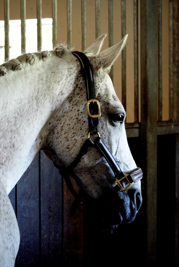 Anden særlig race Kashmir B - pony - solgt - Lækkerbisken <3 billede 17