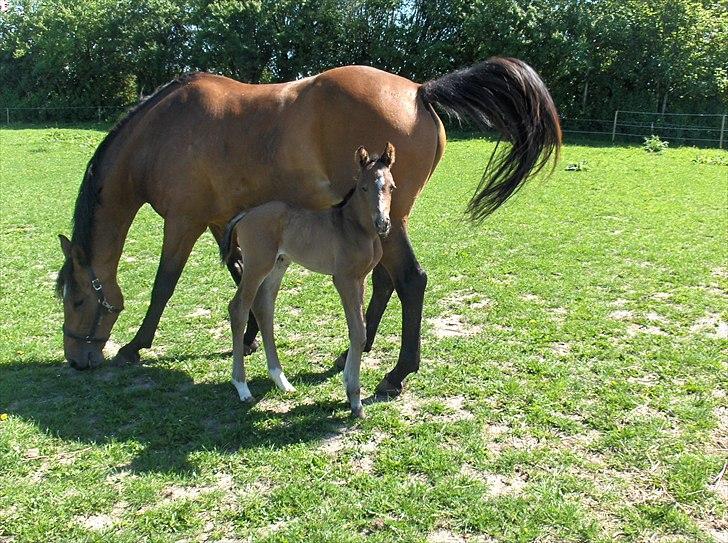 Dansk Varmblod Grønmosegårds Tequiro billede 24