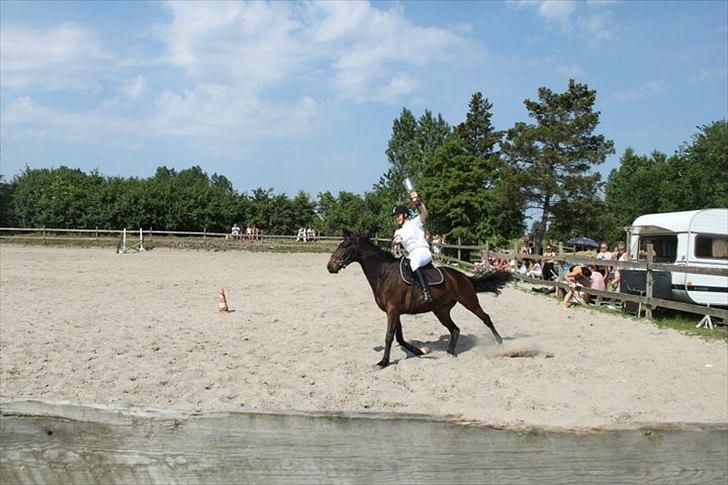 Fuldblod (XX) Lord De Luxe  *Passer* - Mest vindene equipage pokal til Ann og Luxe! :D 2011 Herlev rideskole stævne billede 5