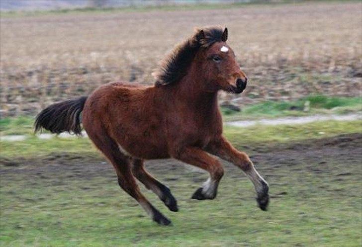 Islænder Hrókur fra Villa Thule - Velkommen til Hrókurs profil :) billede 1