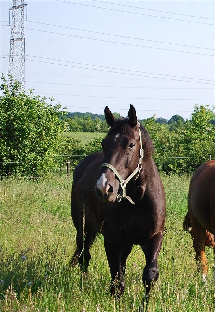 Hannoveraner Weltonas Star † billede 7