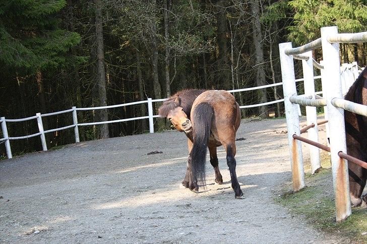 Islænder Saga frå Bringsværd <3 billede 18